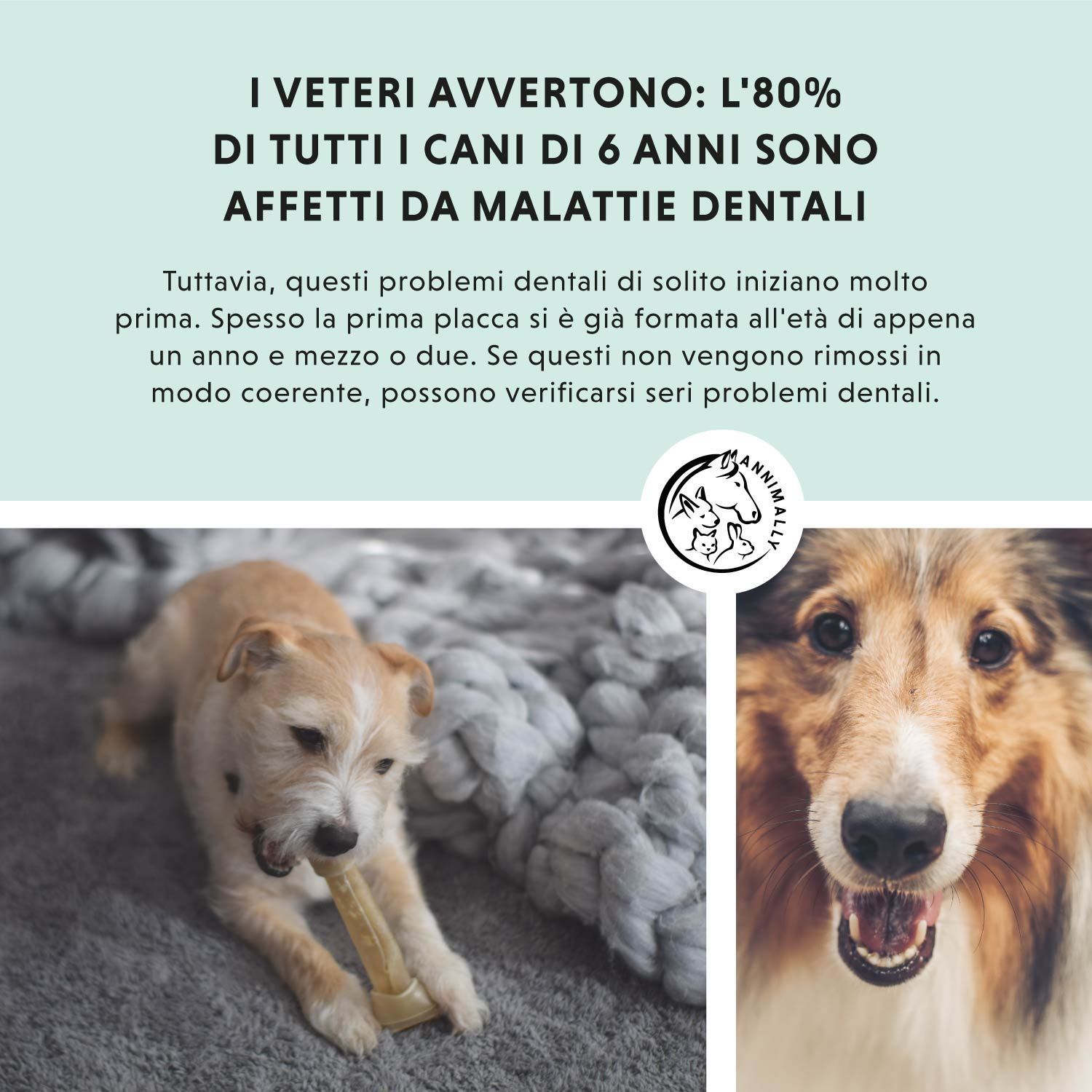 Testo con informazioni sulle malattie dentali nei cani. Logo cane e cavallo. Foto di cani.