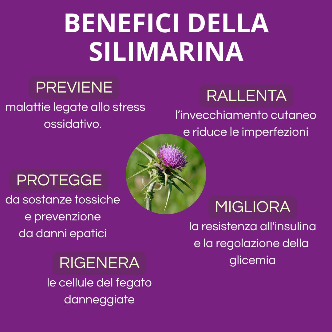 Infografica dei benefici della silimarina. Contiene informazioni sui benefici per la salute.
