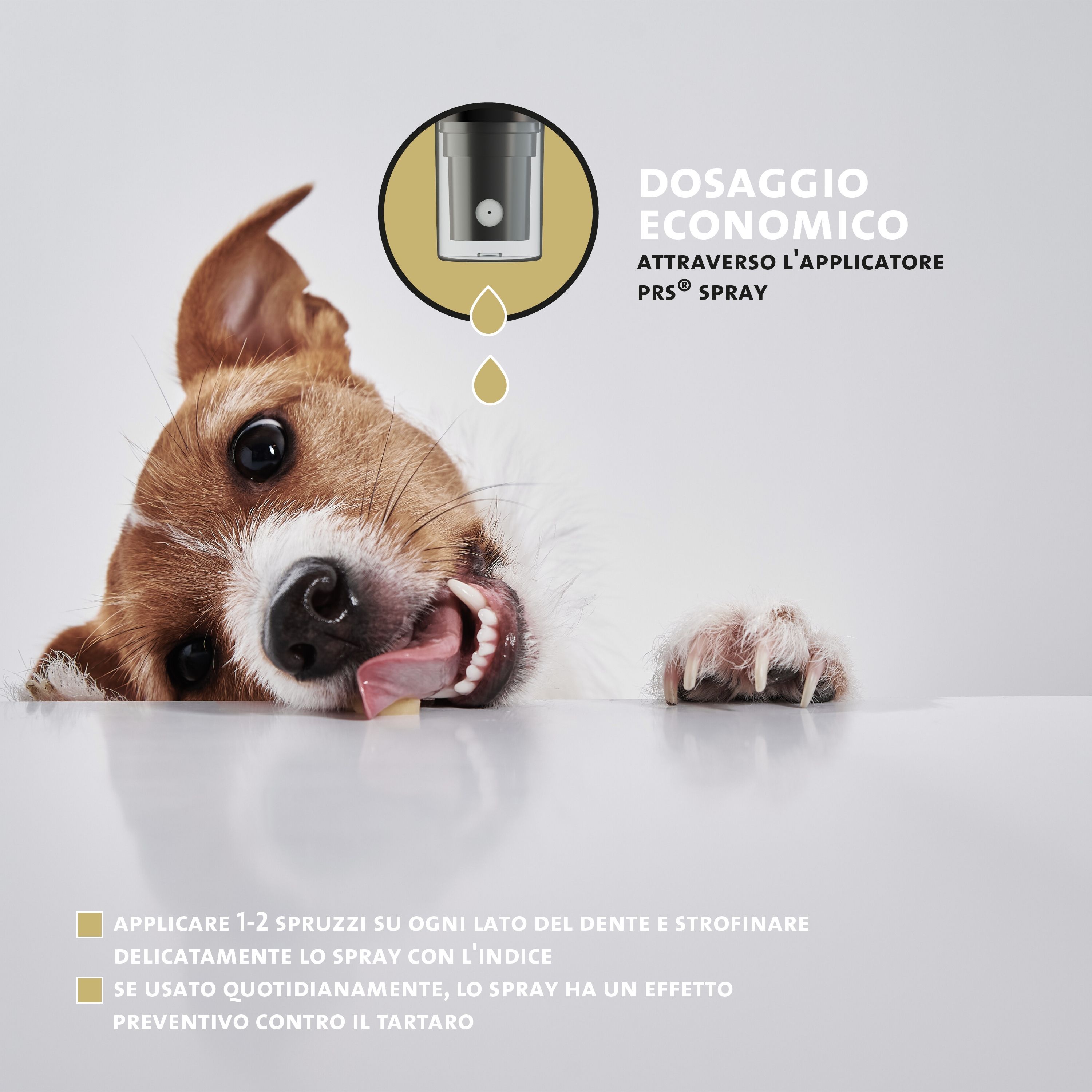 Cane con lingua. Informazioni sul dosaggio. Testo: 1-2 spruzzi per lato del dente, strofinare delicatamente, preventivo contro il tartaro.