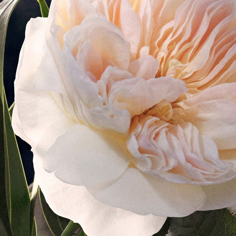 Primo piano di una rosa rosa pallido con molti petali e foglie verdi.