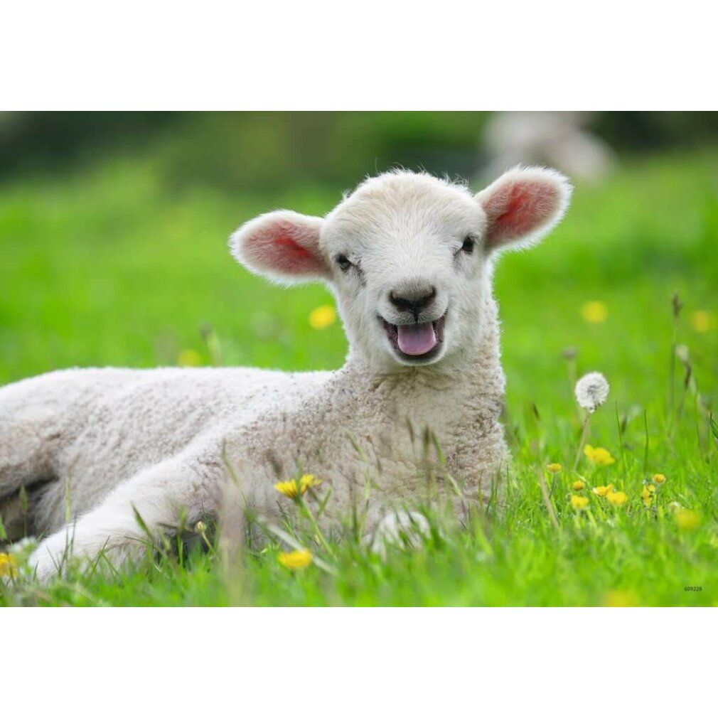 Agnello sdraiato sull'erba verde con fiori gialli. L'agnello ha la bocca aperta.
