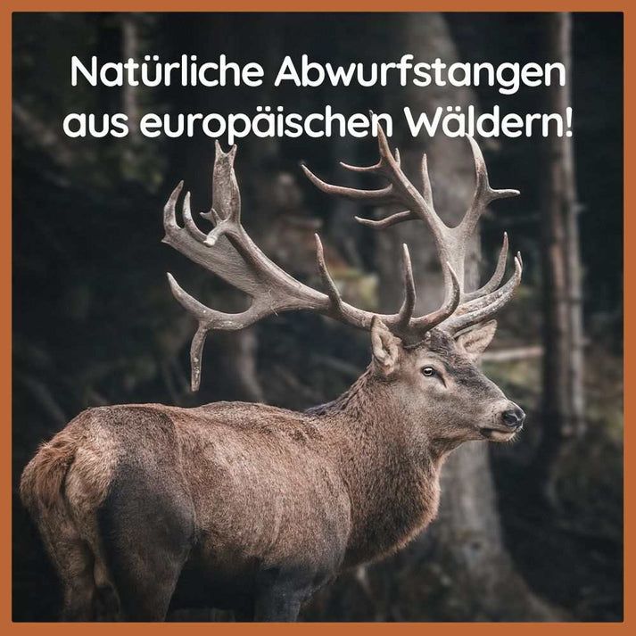 Cervo con corna nella foresta. Testo: Corna naturali delle foreste europee!