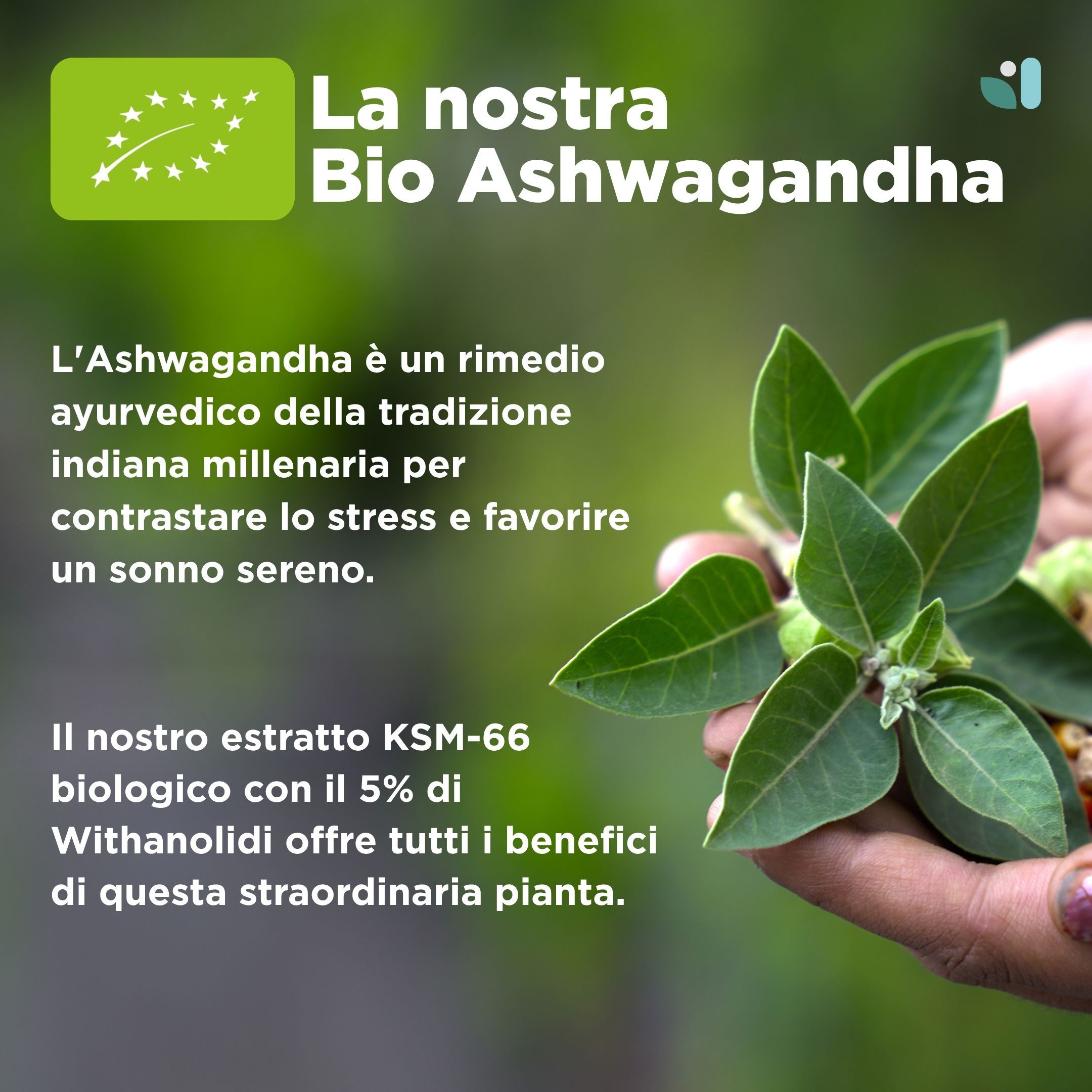 Ashwagandha Bio KSM-66® per il Benessere Fisico e Mentale