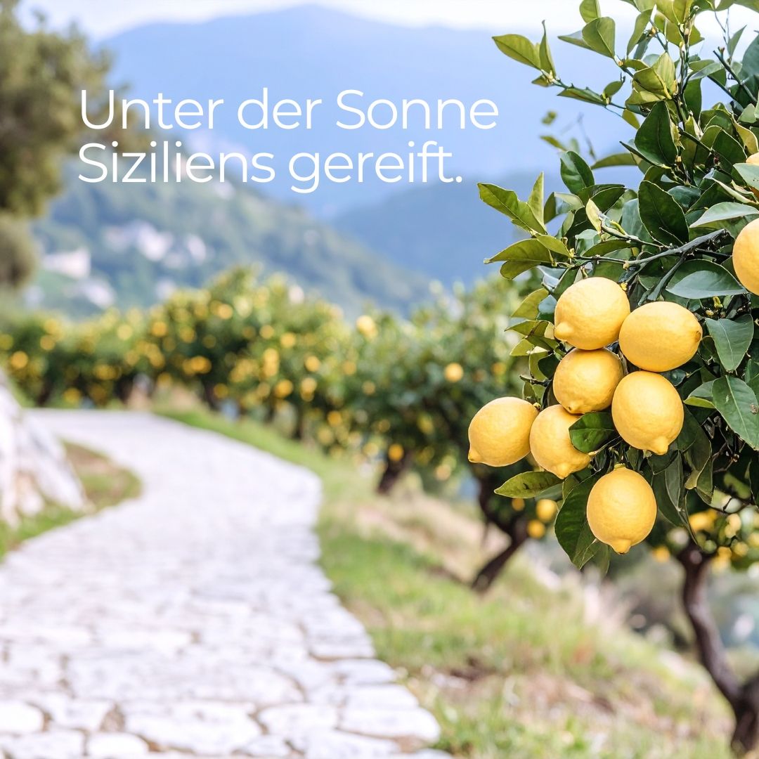Paesaggio con alberi di limoni. Un sentiero attraversa gli alberi.
