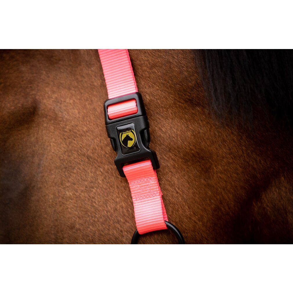 Cavezza rosa con chiusura nera. Primo piano sulla testa del cavallo. Anello e fibbia neri.