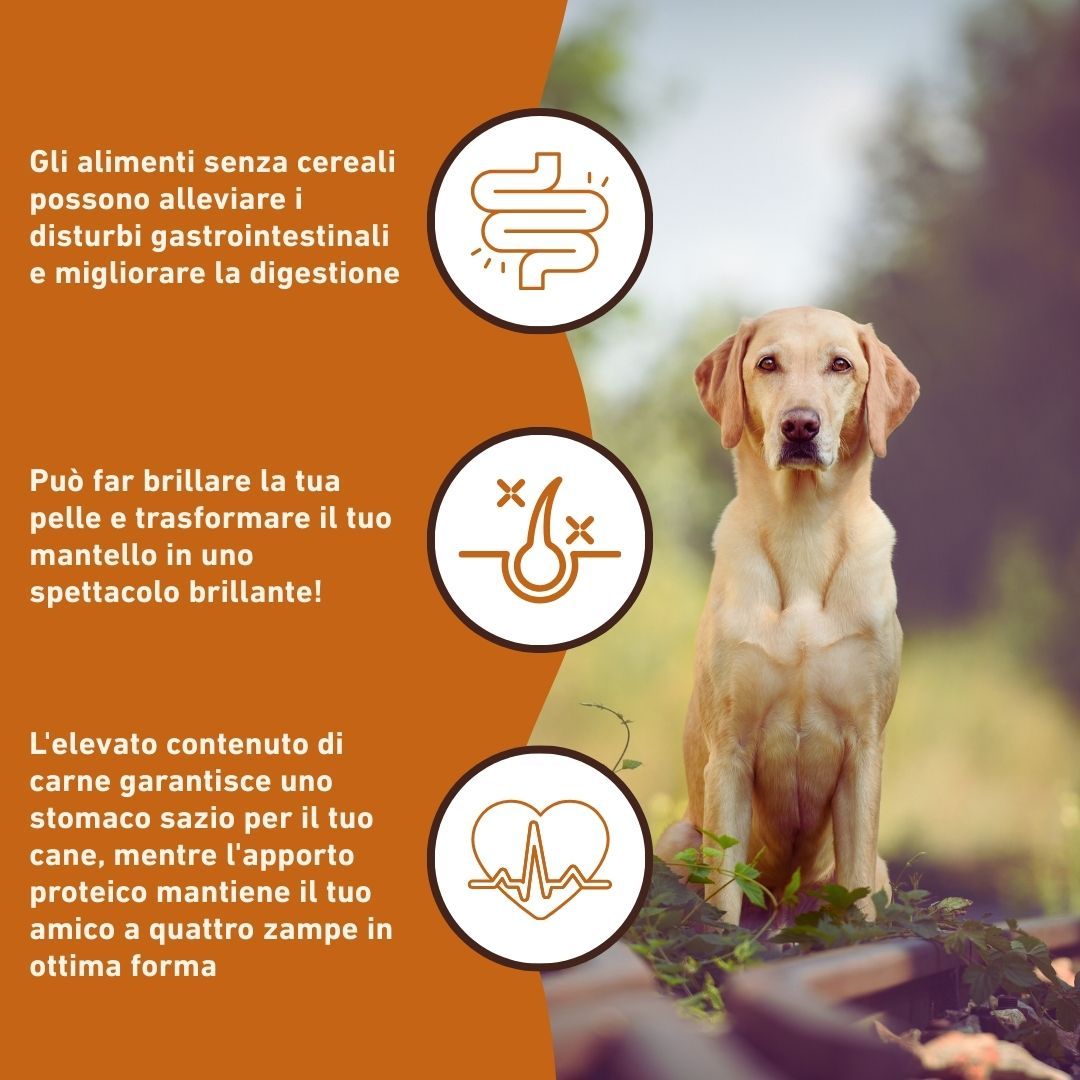 Tre icone con testo. Testo: digestione, pelle e pelo, cuore. Un cane è seduto su un sentiero.