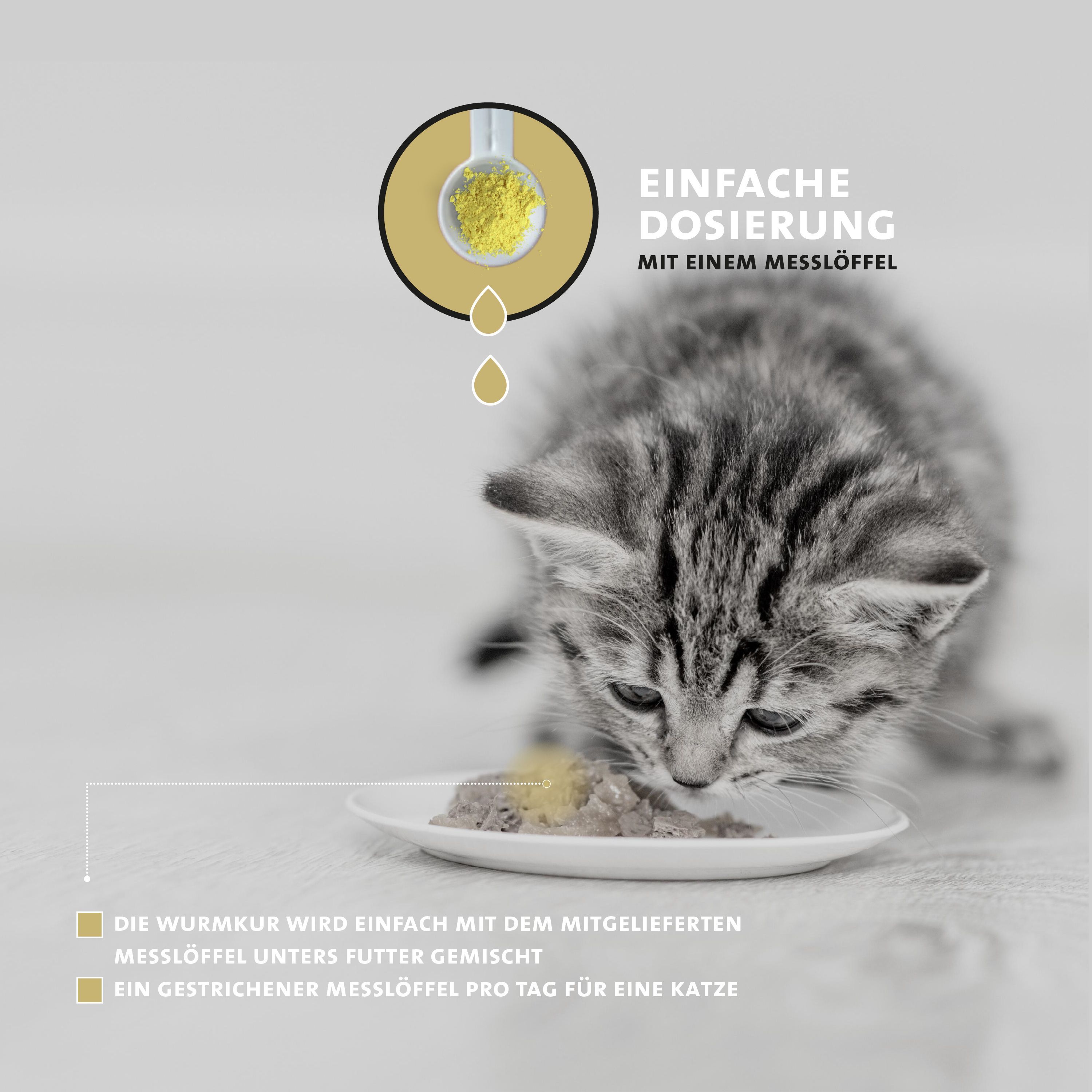 Gattino mangia cibo con polvere da un misurino.