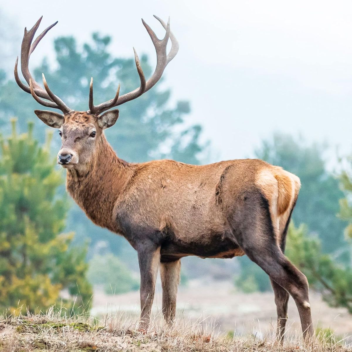 Un cervo rosso in piedi in un campo davanti agli alberi.
