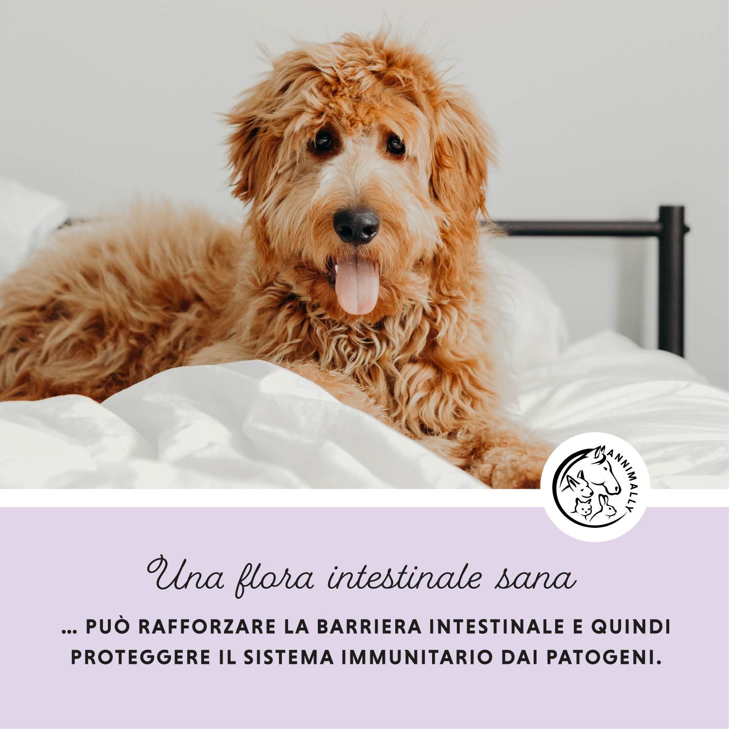 Cane sdraiato sul letto. Testo: Una flora intestinale sana. Logo con cane, coniglio e cavallo. Testo sulla flora intestinale.
