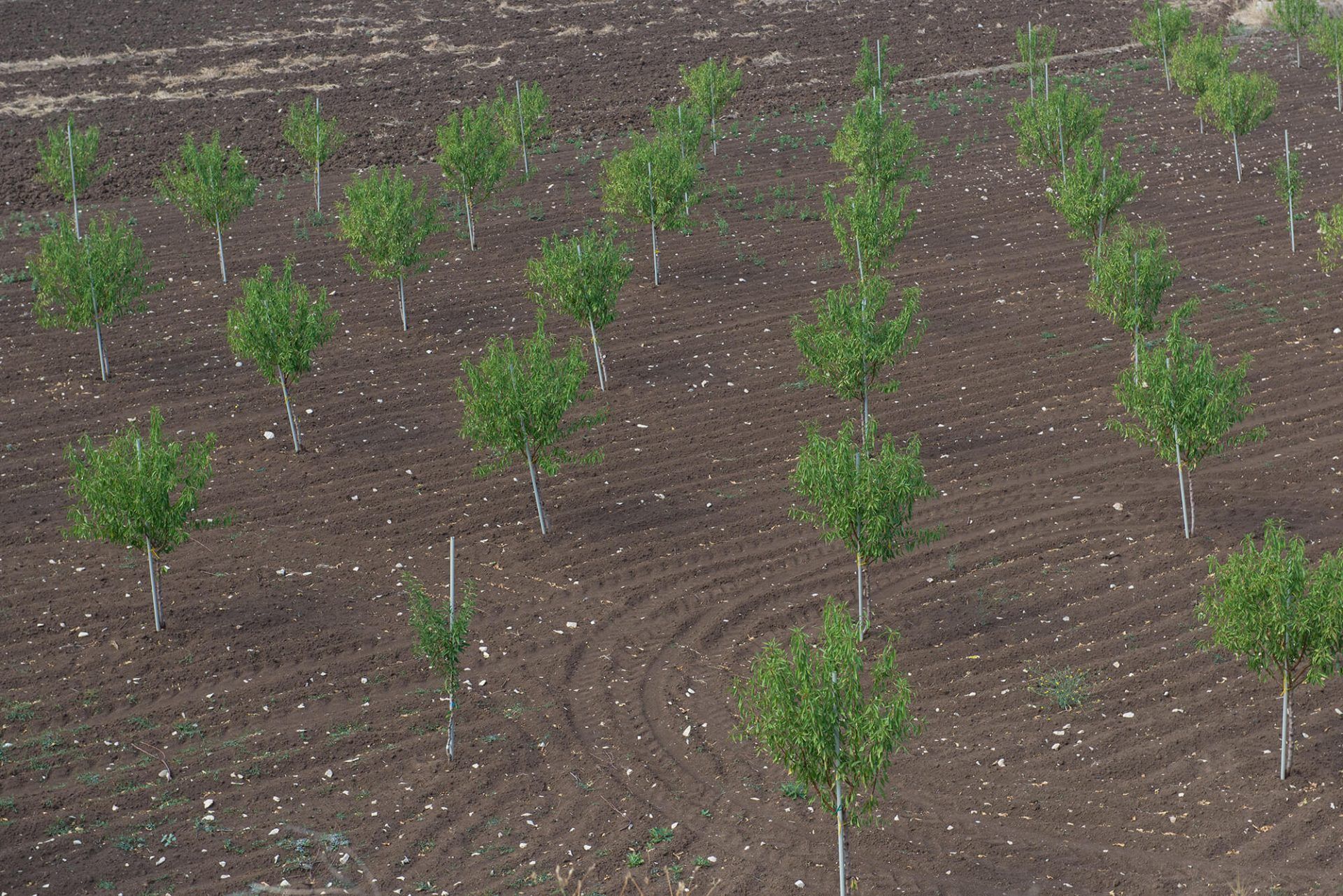 Terradiva mandorle sgusciate biologiche