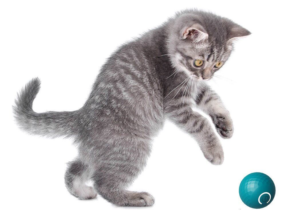 EASY PET Pallina interattiva automatica piccola