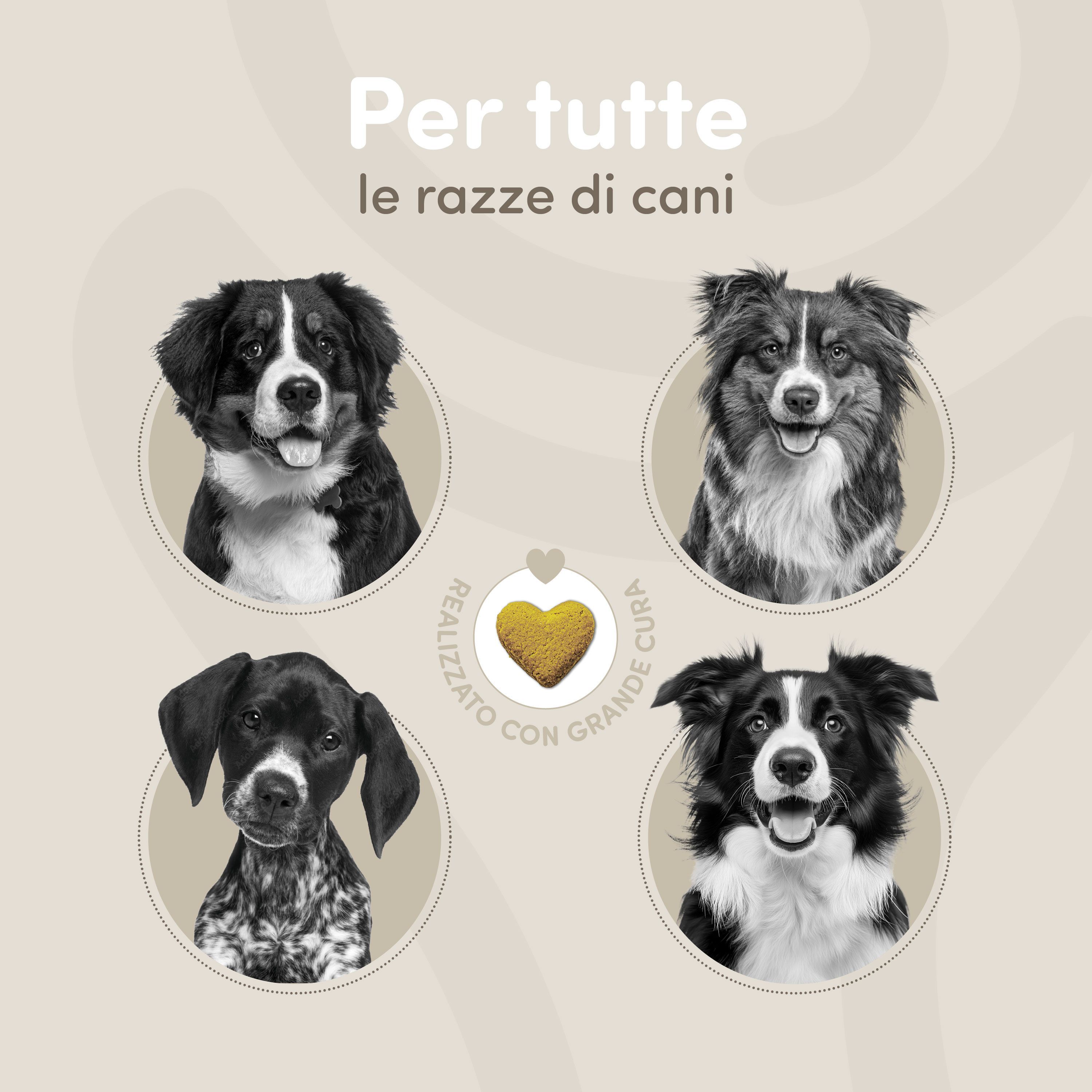 Quattro ritratti di cani in cerchio: Bovaro del Bernese, Border Collie, meticcio da caccia, Border Collie.