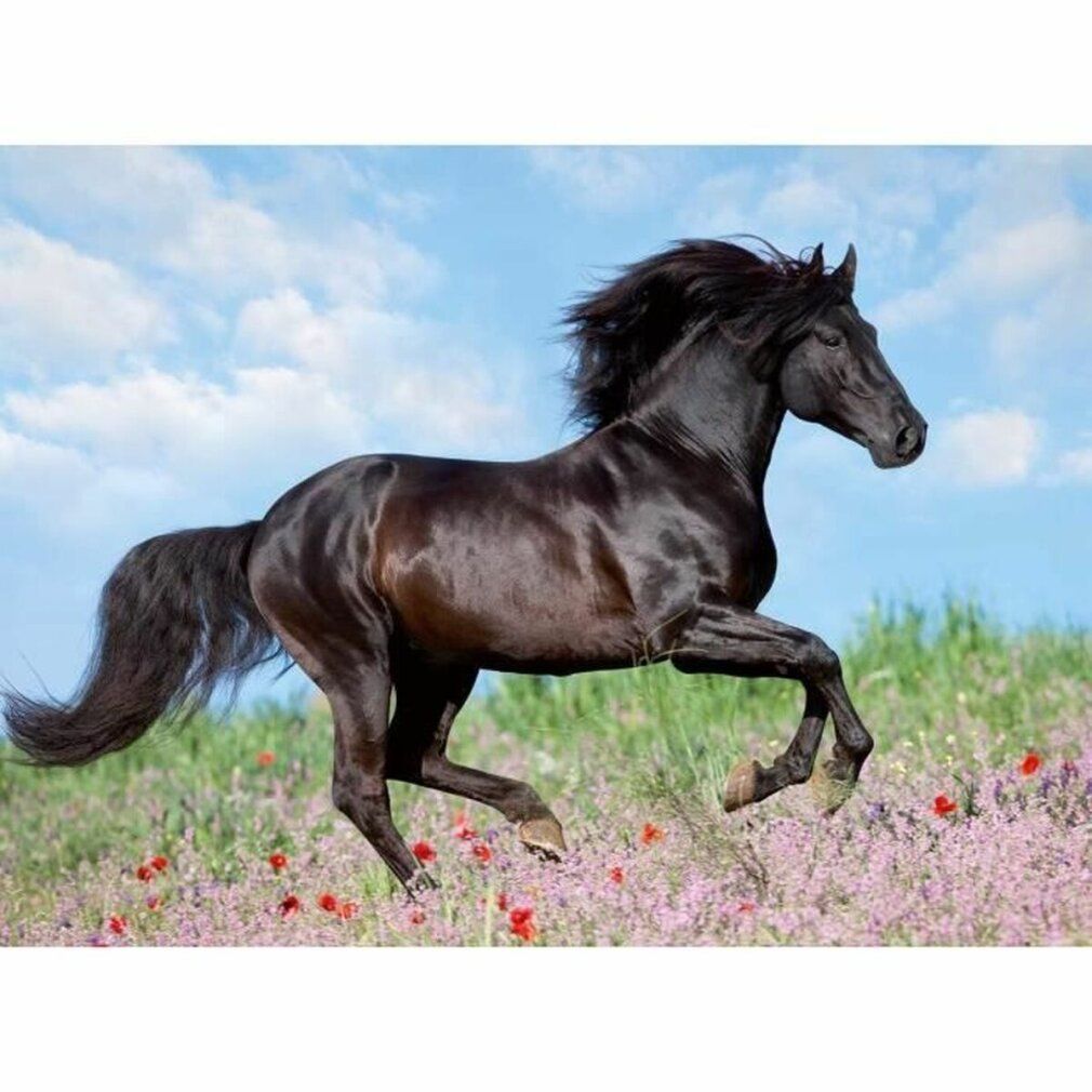 Pz. Schwarzer Hengst 200T. Cavallo nero al galoppo in un prato fiorito. Cielo blu con nuvole sullo sfondo.