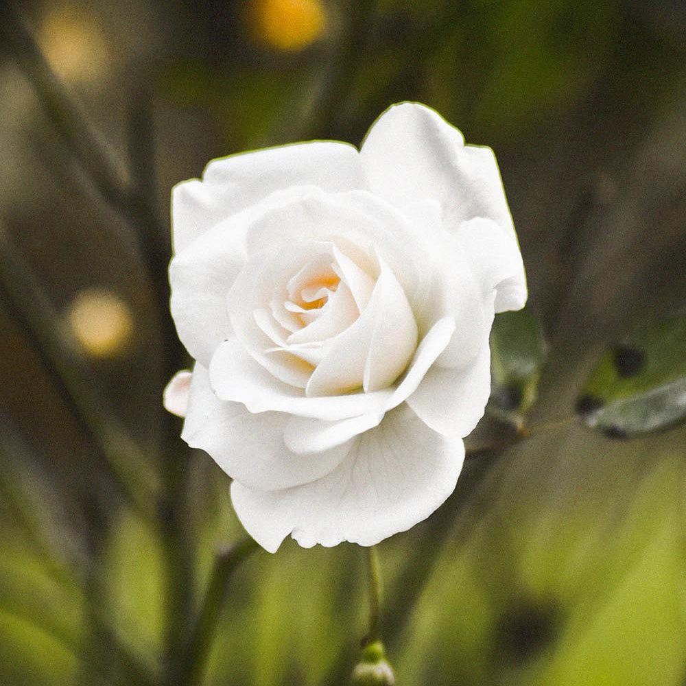 Una singola rosa bianca dai petali delicati, che simboleggia freschezza e profumo.