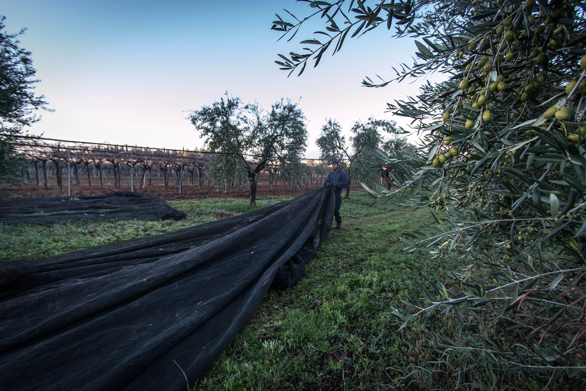 Terradiva olio extravergina di oliva biologico Con Brio