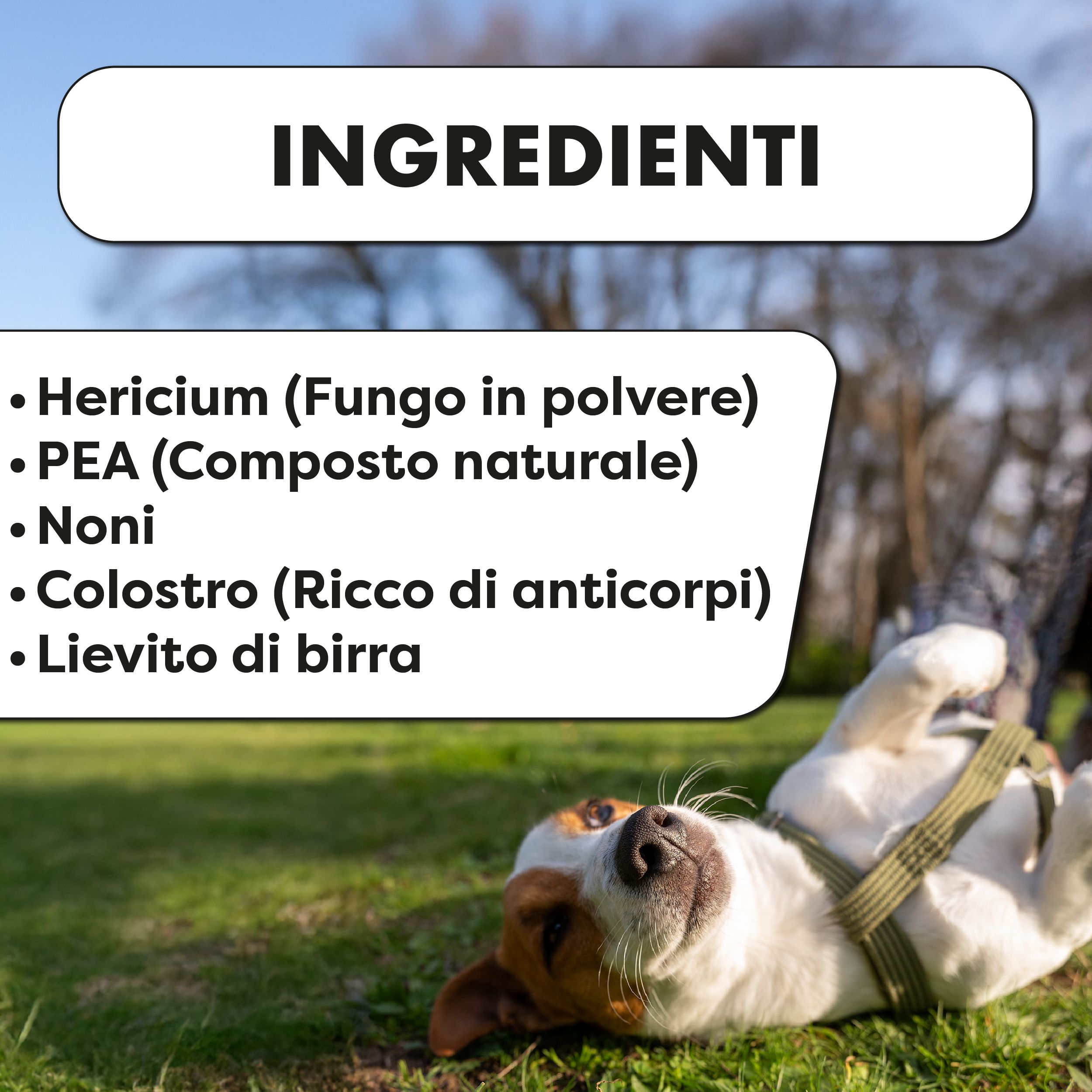 Cane sull'erba. Testo: Ingredienti: Hericium, PEA, Noni, Colostro, Lievito di birra.