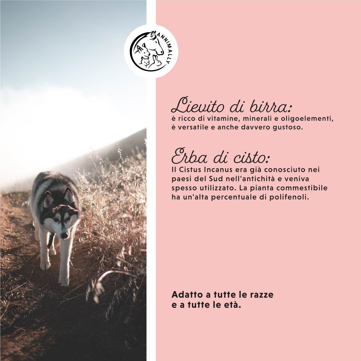 Barattolo di polvere per cani. Scritta: Addio ZECCHE, 100% naturale, 400 g. Cane con un occhio strizzato.