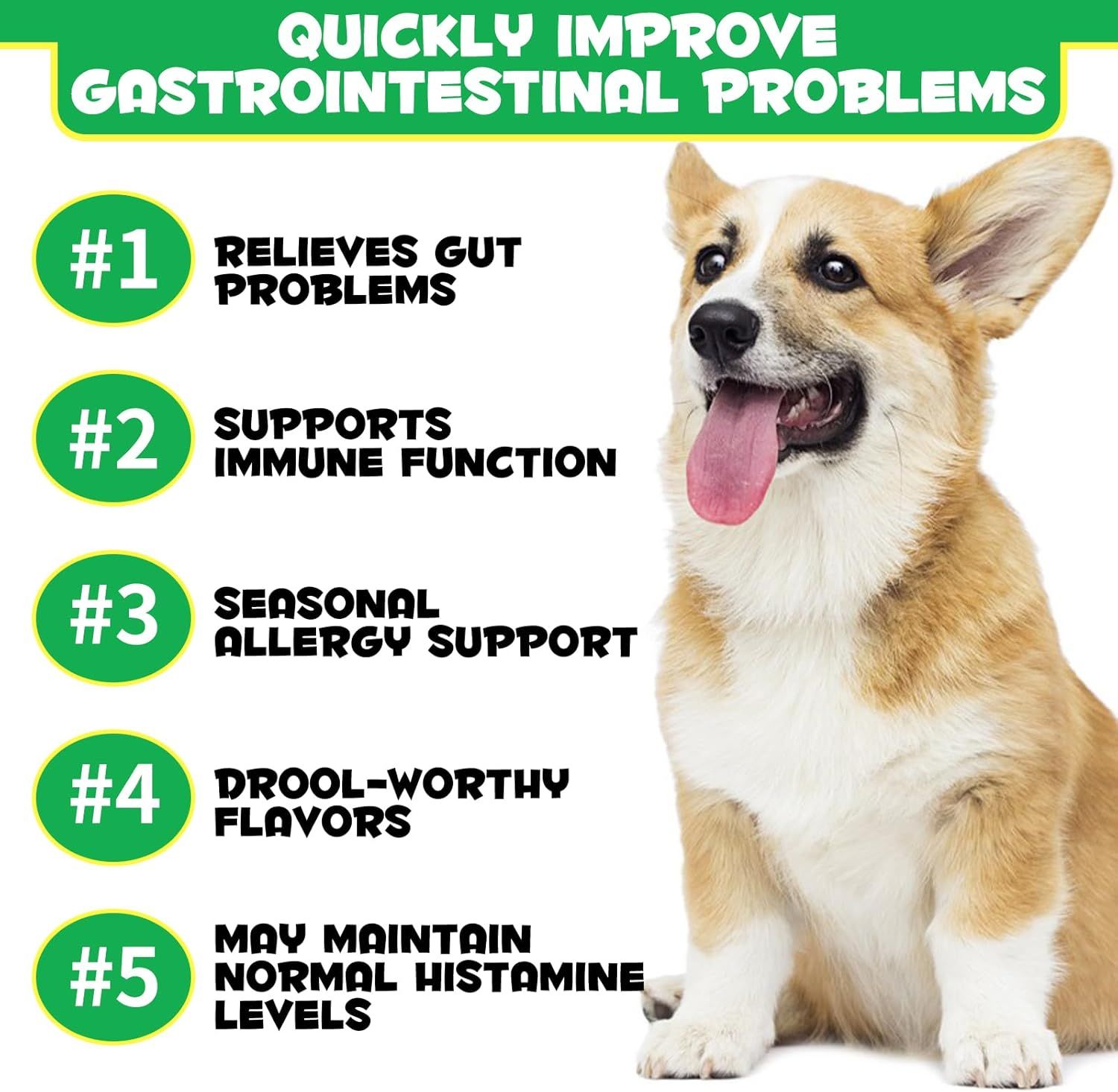 Cane Corgi con la lingua. Testo: Migliora rapidamente i problemi gastrointestinali. 5 vantaggi elencati in cerchi verdi.