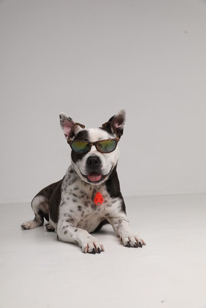 Cane con occhiali da sole e ciondolo. Il ciondolo è rosso. Il cane è su sfondo bianco.