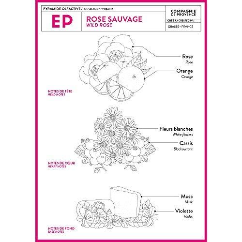 Grafica con note olfattive: Rosa, Arancia, fiori bianchi, Ribes nero, Muschio, Violetta. Testo: Rose Sauvage Wild Rose, Compagnie de Provence.