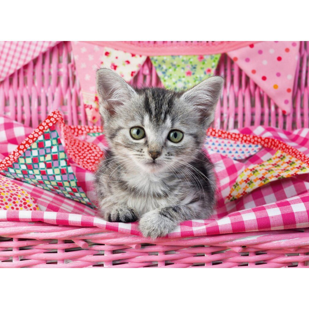 Gattino in cesto rosa con tessuti e ghirlanda. Pelliccia grigia, occhi verdi. Coperta rosa a quadri. Cesto rosa con tessuti e ghirlanda.