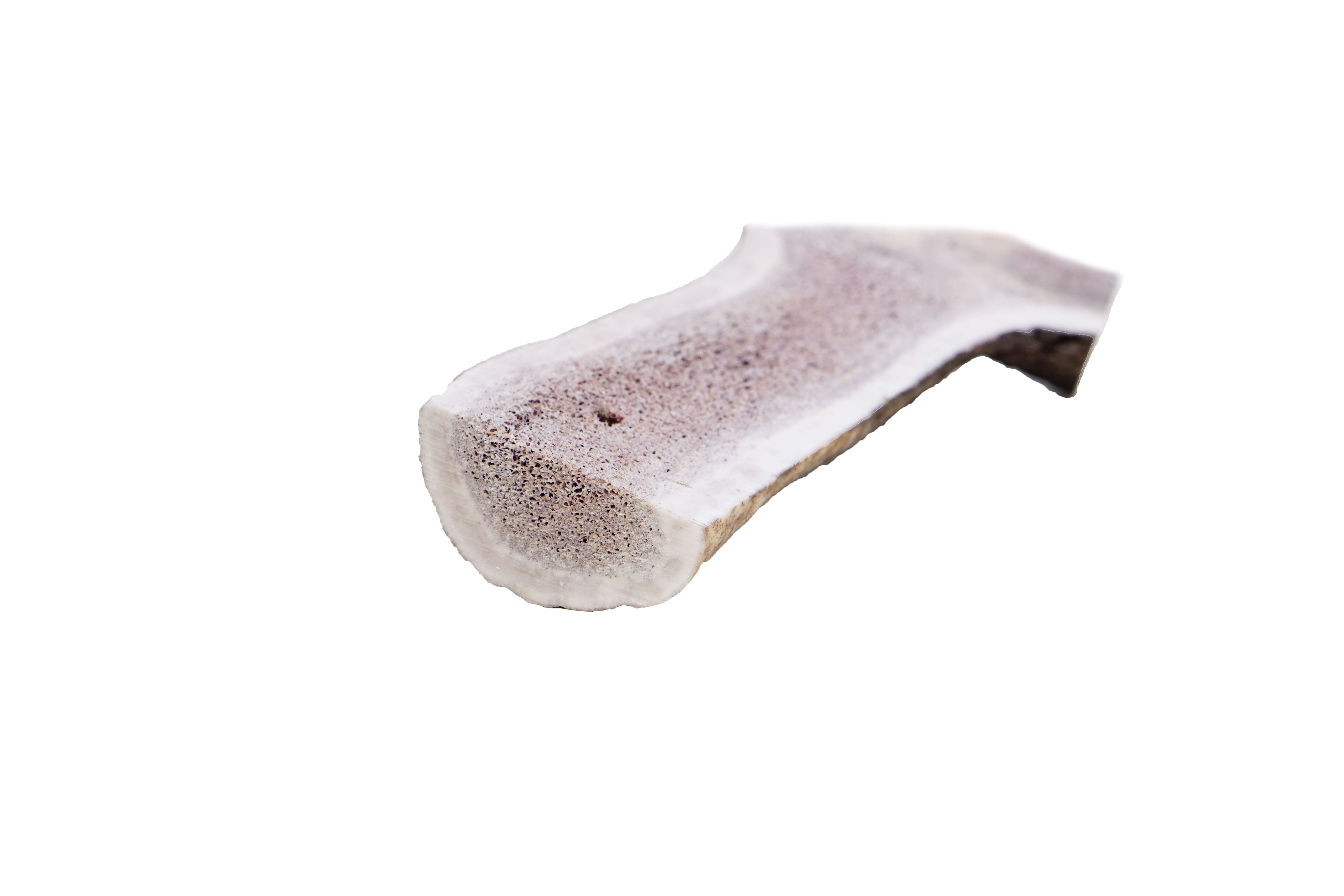 Pezzo di corno di cervo tagliato a metà. Colore beige-marrone, forma allungata. Interno poroso, esterno liscio. Pezzo singolo, isolato su sfondo bianco.