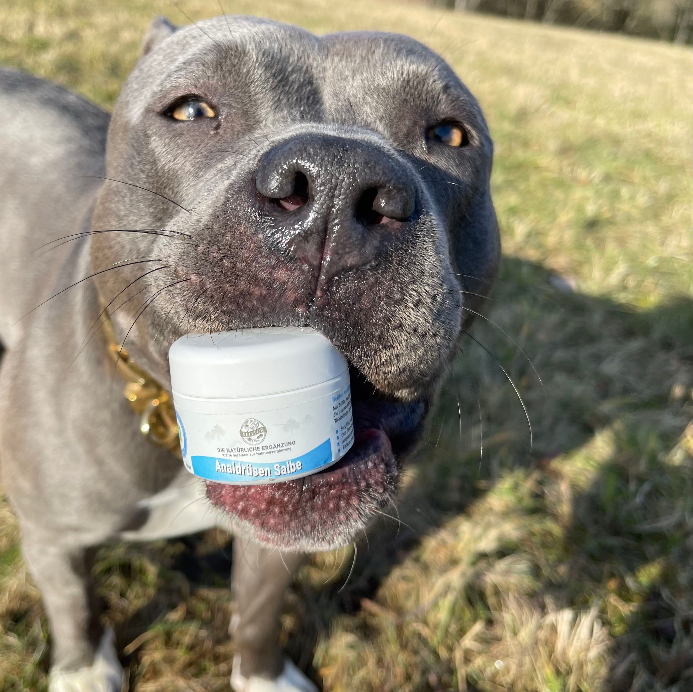 Bellfor Pomata per le ghiandole anali dei cani