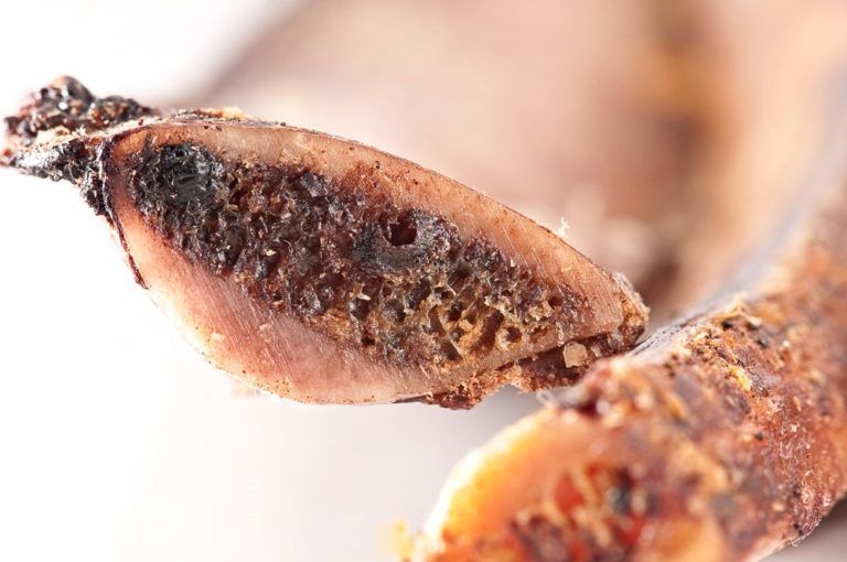 Dettaglio di una costola di cavallo essiccata. Colore marrone, struttura ossea chiaramente visibile.