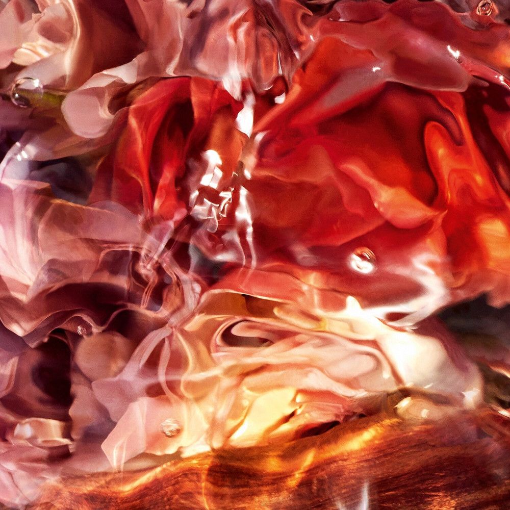 Primo piano di rose in acqua. Sfumatura dal rosso al rosa. Gocce d'acqua.