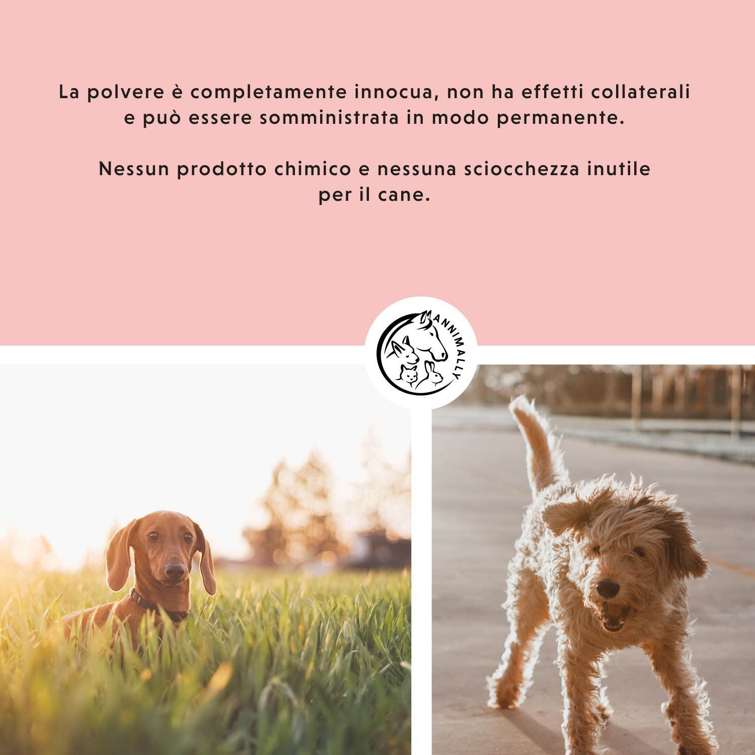 Cane davanti a una ciotola. Testo: Applicazione semplice. Raccomandazione alimentare: 5 g per 20 kg di peso corporeo.