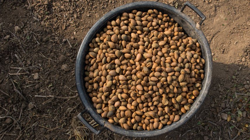 Vista dall'alto di un secchio pieno di mandorle. Le mandorle sono marroni e vicine.