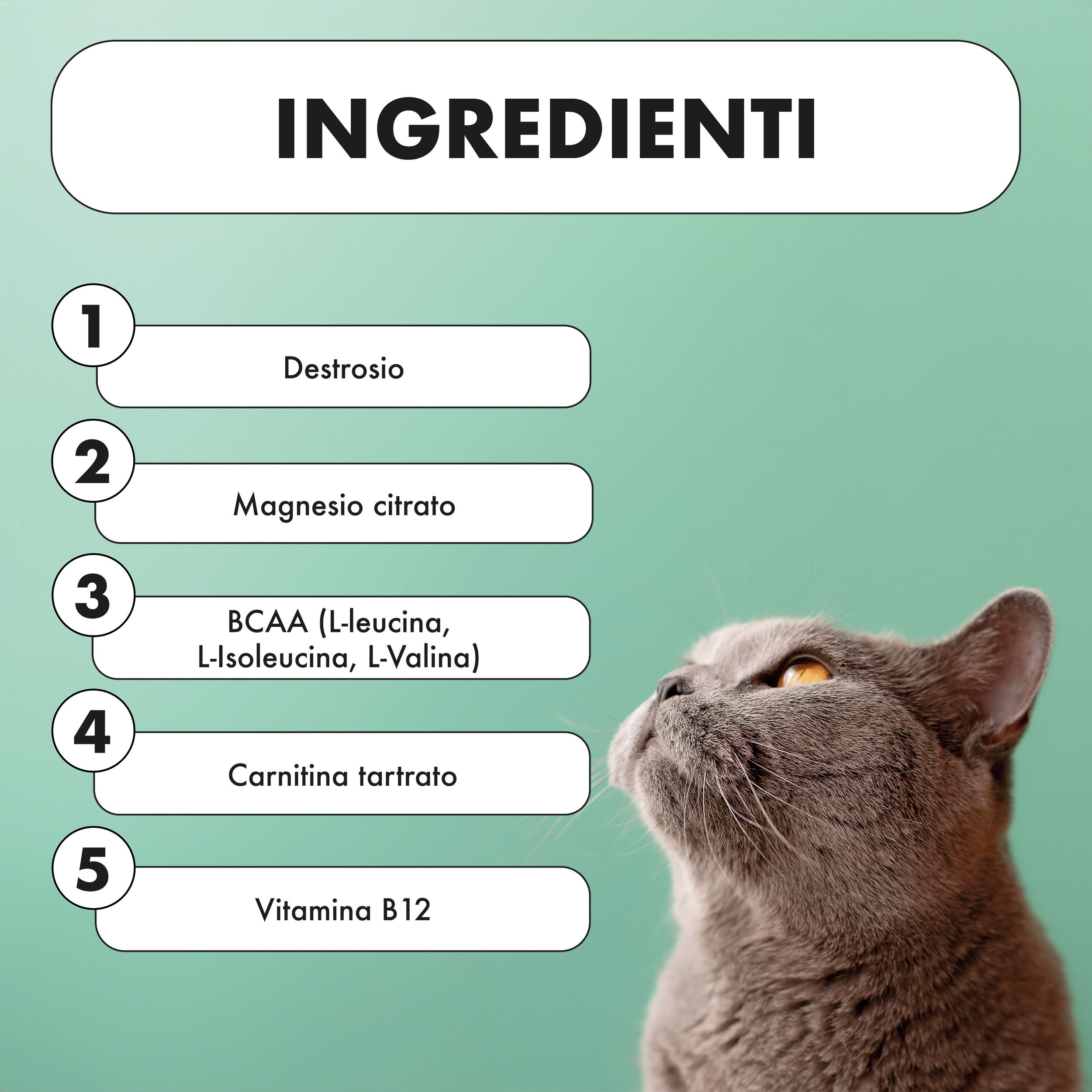 Gatto che guarda in alto. Ingredienti di VIGORBEN: destrosio, citrato di magnesio, BCAA, tartrato di carnitina, vitamina B12.