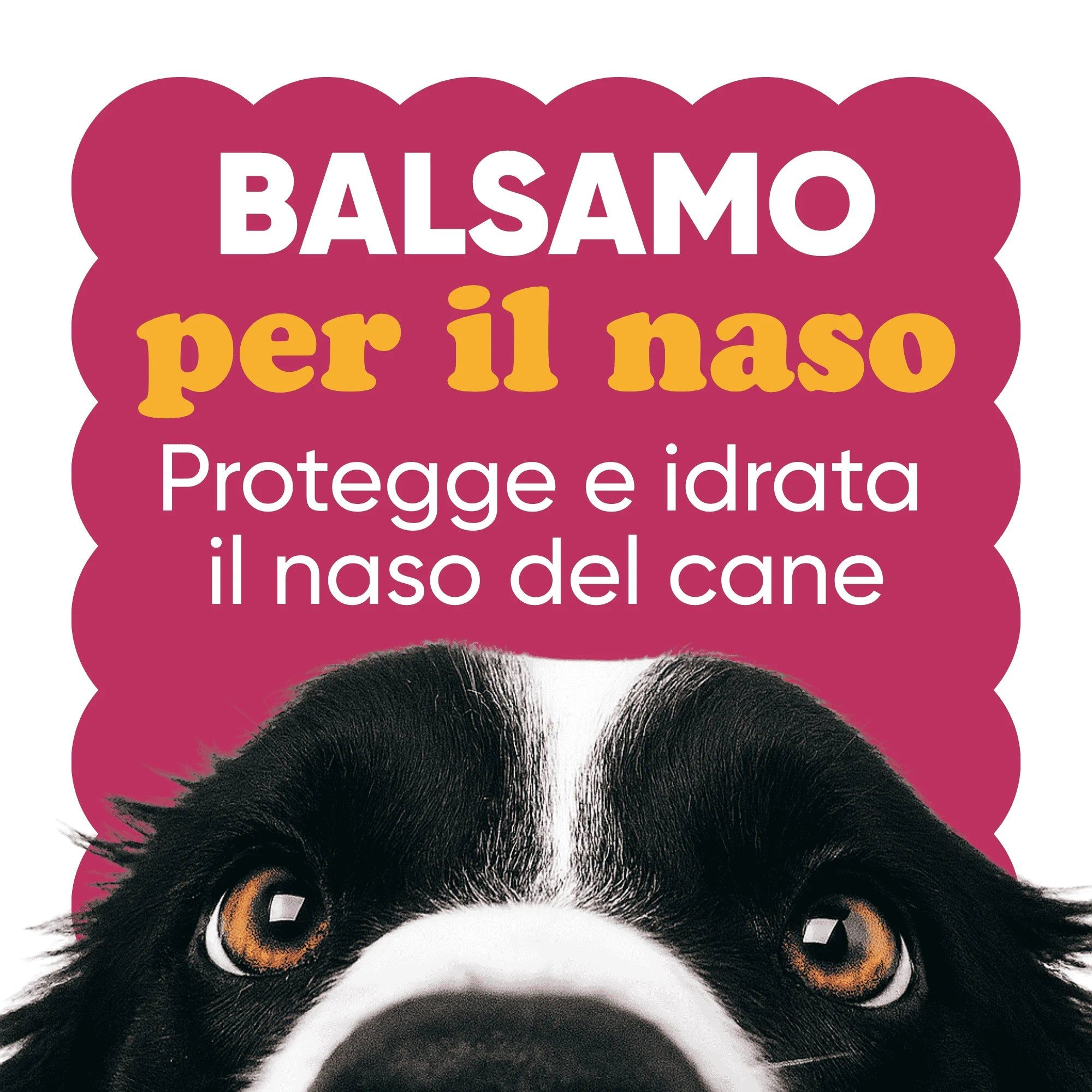 Cane con occhi, testo: Balsamo per il naso. Protegge e idrata il naso del cane. Sfondo rosa.