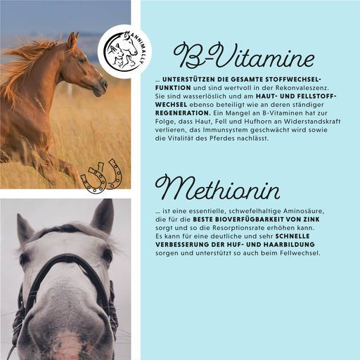 Testo su vitamine B e metionina. Immagini di cavalli. Logo con cavallo. Testo su metabolismo, pelle, pelo e zoccoli.