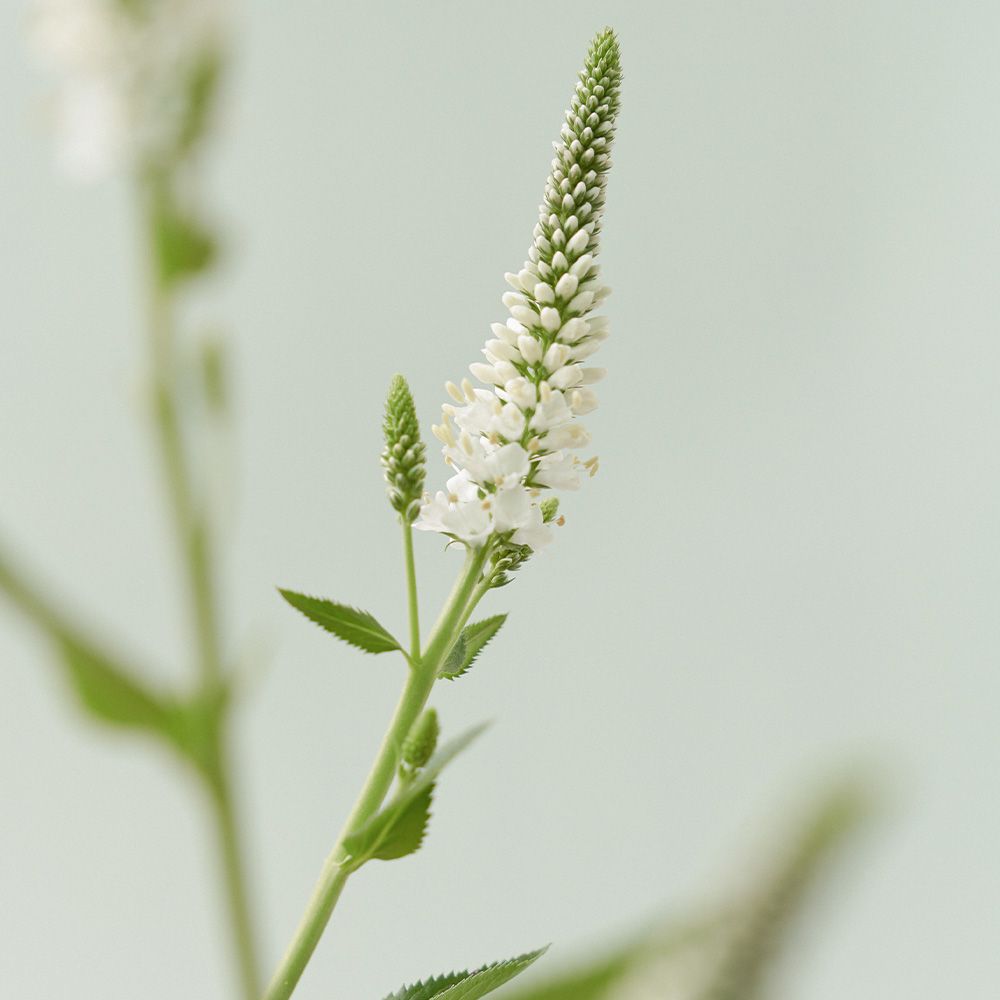 Un'infiorescenza bianca con piccoli fiori e foglie verdi.