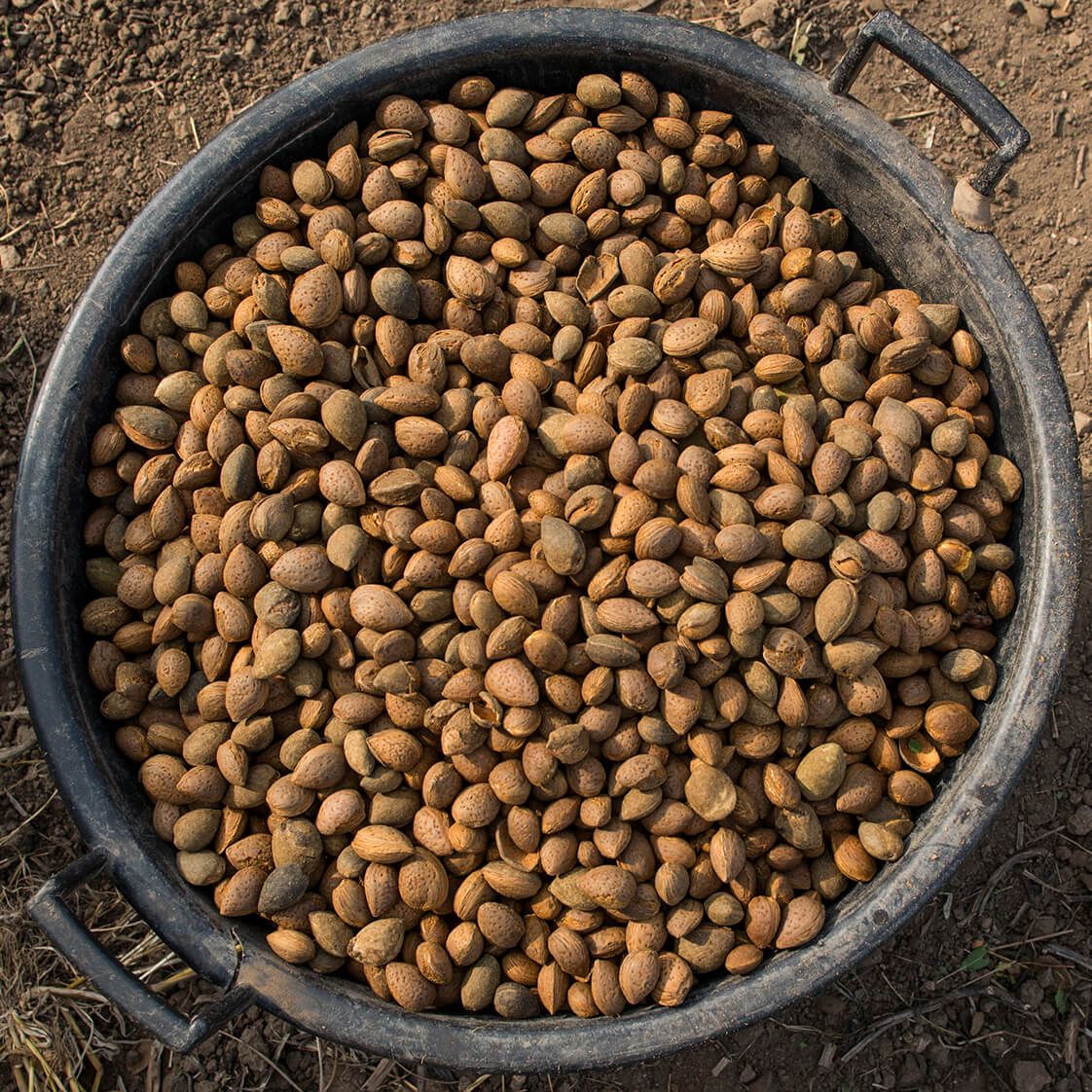 Terradiva mandorle pelate tostate biologiche