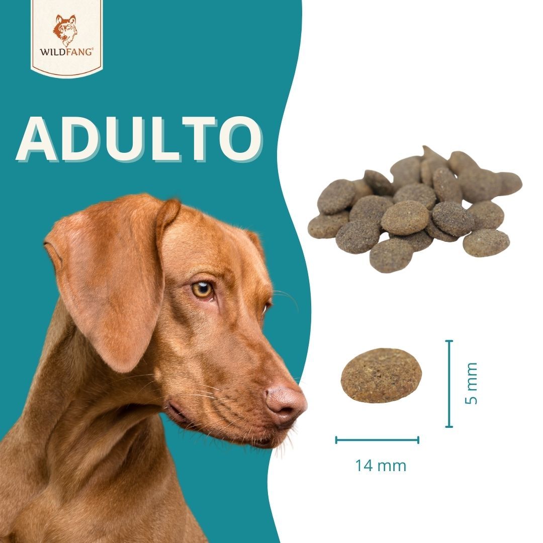 Crocchette per cani. Dimensioni: 14 mm x 5 mm. Cane sullo sfondo.