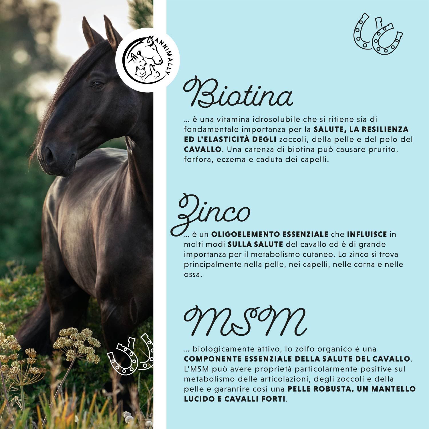 Testo su biotina, zinco e MSM. Logo. Immagine di cavallo. Testo sui benefici per zoccoli, pelle e criniera. Illustrazione di ferri di cavallo.