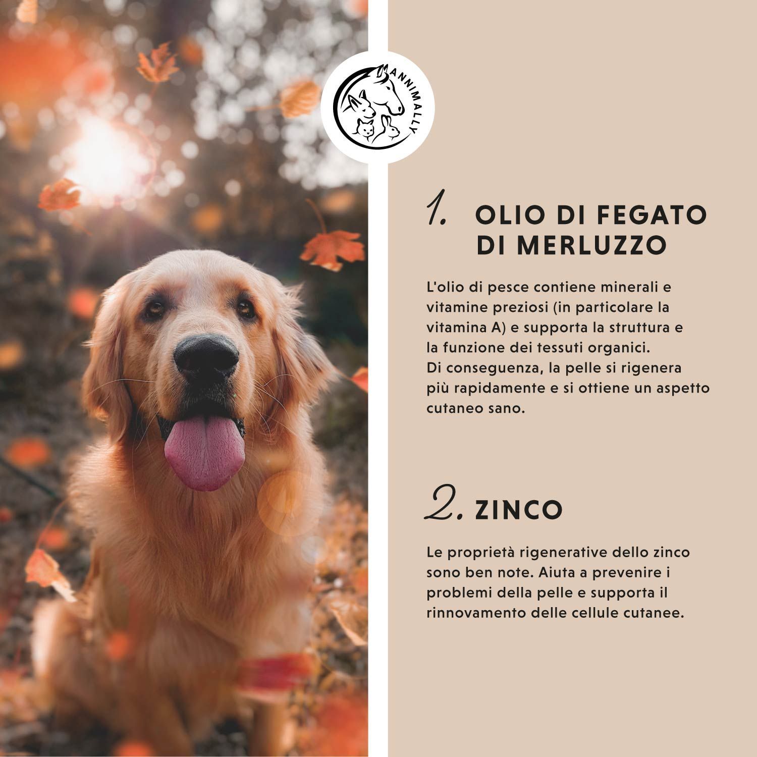 Testo su sfondo marrone. 1. OLO DI PESCE, 2. ZINCO, 3. OLIO DI CALENDULA. Cane tra le foglie autunnali.