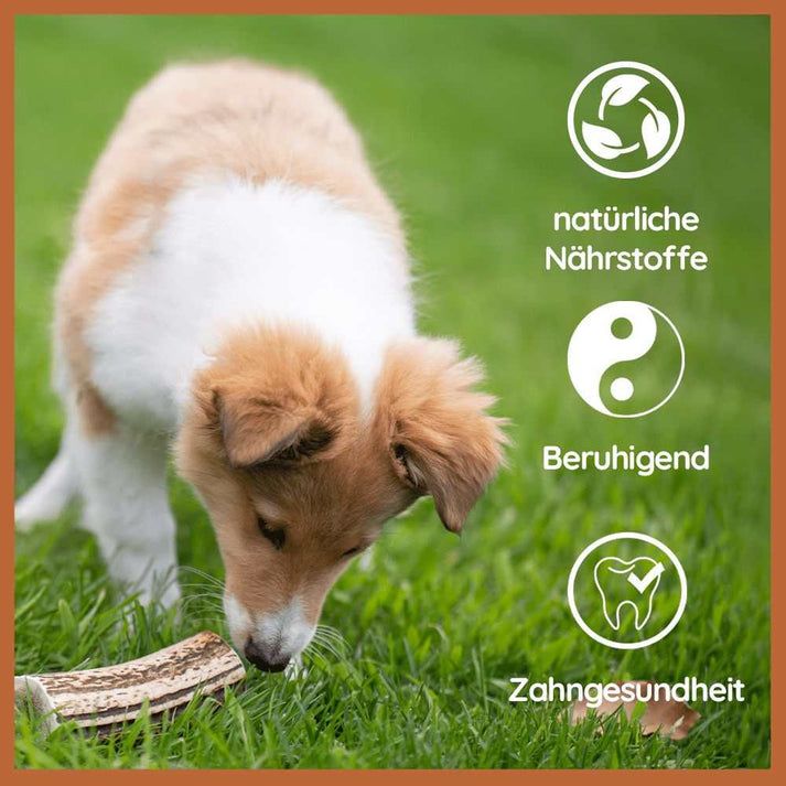 Cucciolo con corno di cervo da masticare. Grafici: Nutrienti naturali, Calmante, Salute dentale.