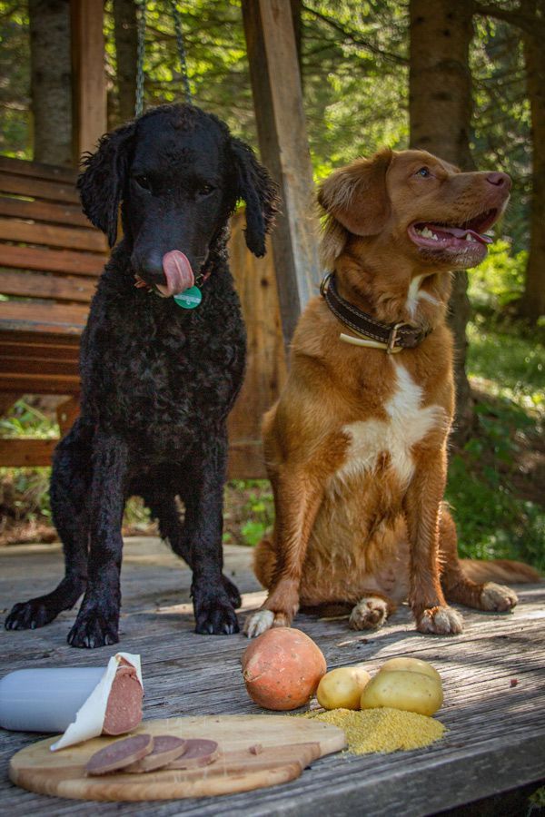 Due cani su terrazza in legno. Su tavola: cibo umido, patata dolce, patate, cereali. Sullo sfondo: natura.