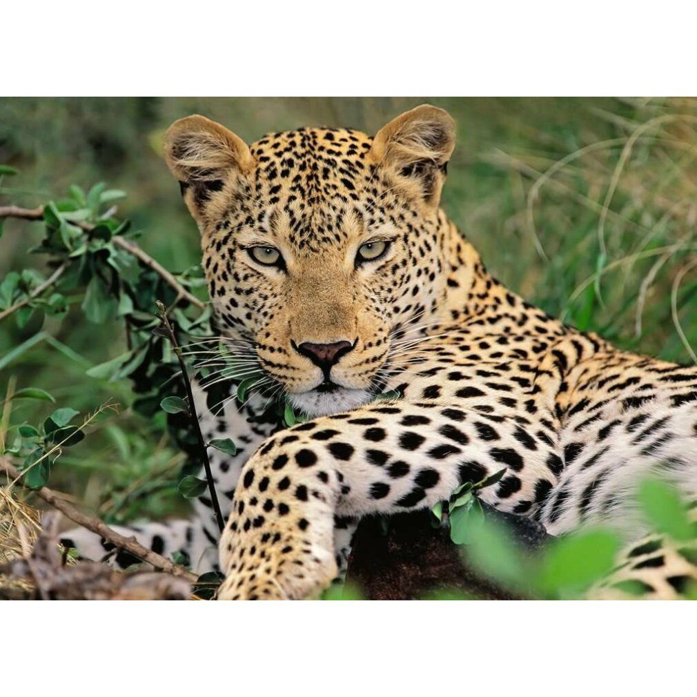 Puzzle Ravensburger Leopardo, 100 pezzi. xxl