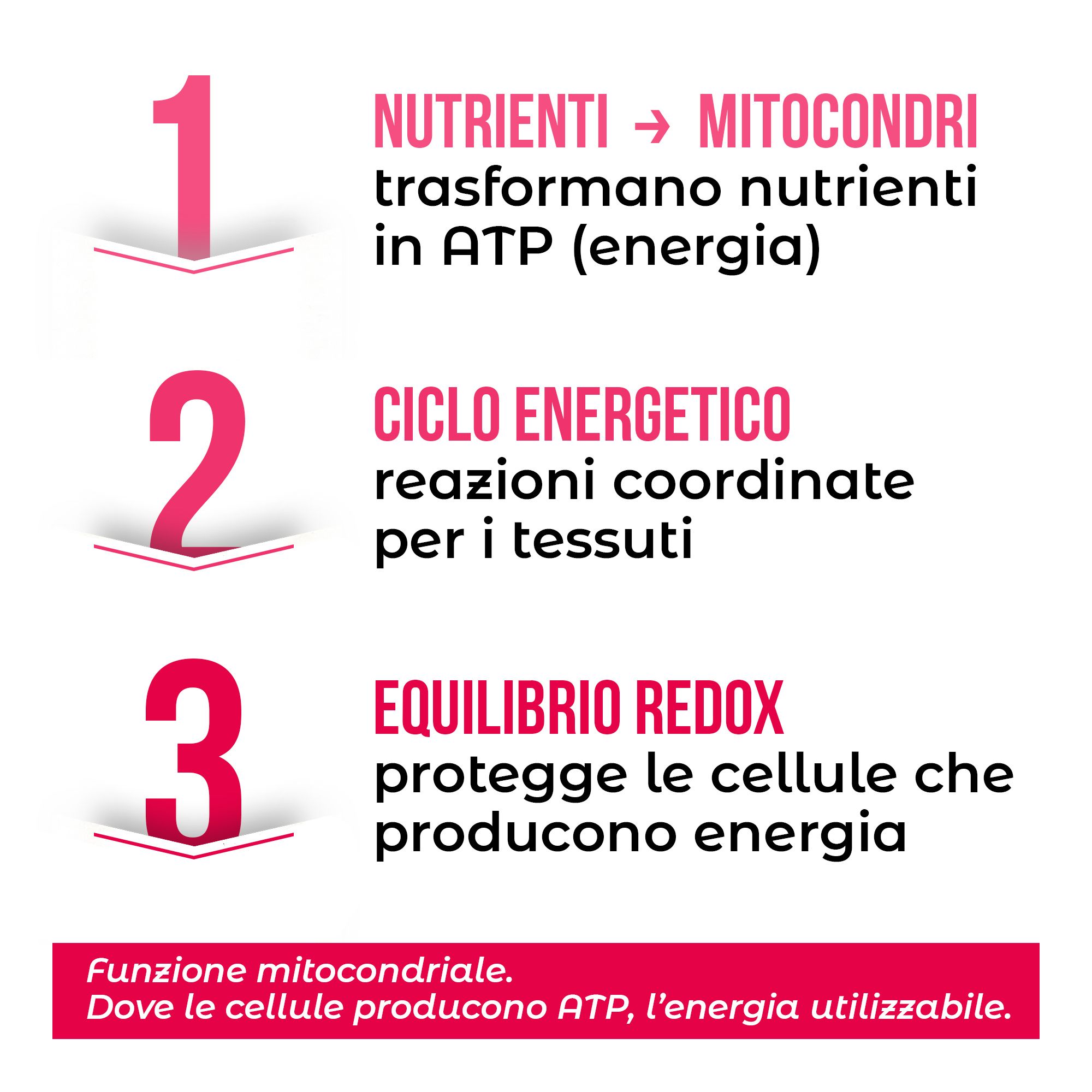Grafica in tre passaggi: nutrienti in ATP, ciclo energetico, equilibrio redox. Spiega la funzione mitocondriale.