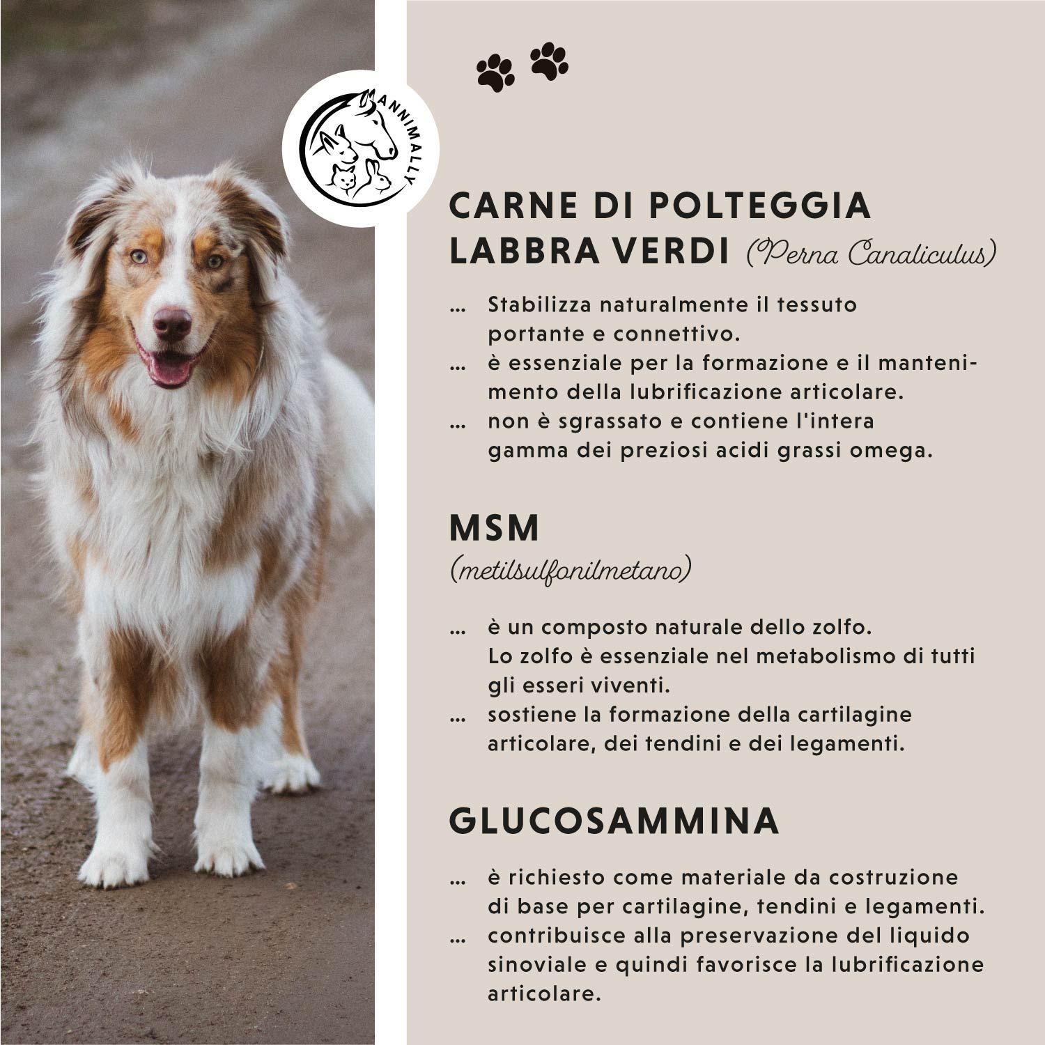 Tabella di testo con ingredienti: Cozza verde, MSM, Glucosamina. Cane accanto.