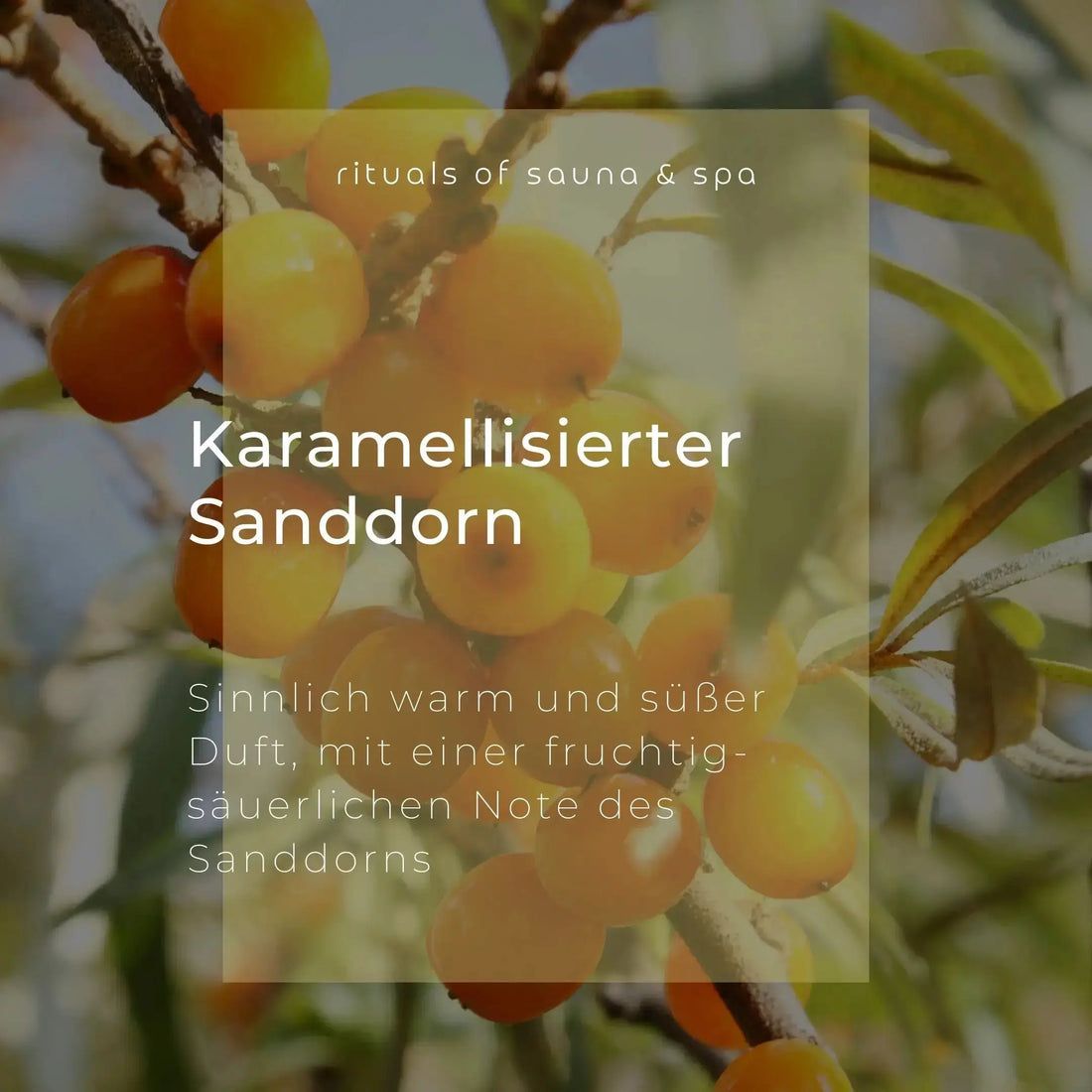 Primo piano di bacche di olivello spinoso su un ramo. Testo: Karamellisierter Sanddorn. Profumo caldo e dolce, con una nota fruttata e acidula.
