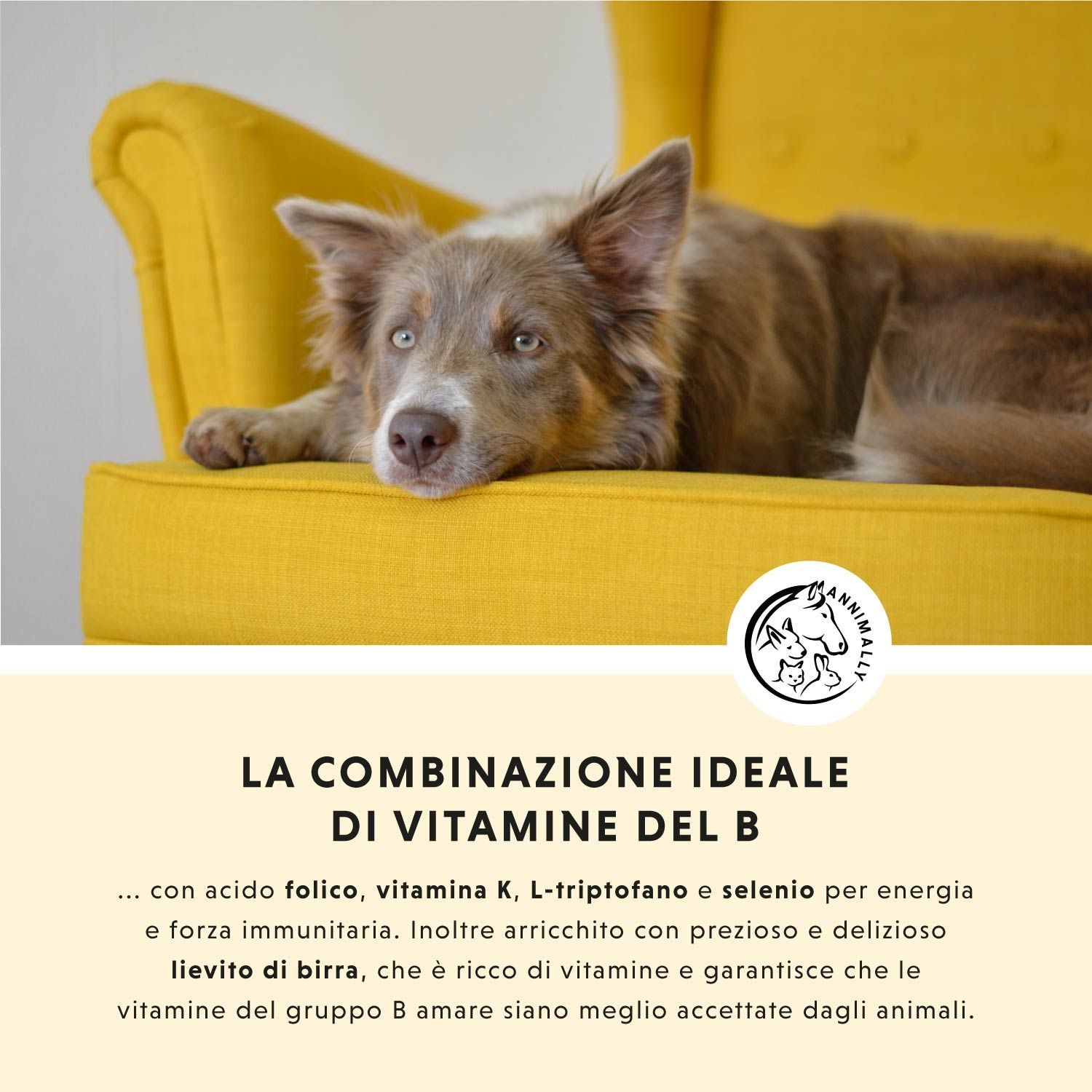 Cane su sedia gialla. Testo: La combinazione ideale di vitamina B. Con acido folico, vitamina K, L-triptofano e selenio. Logo.