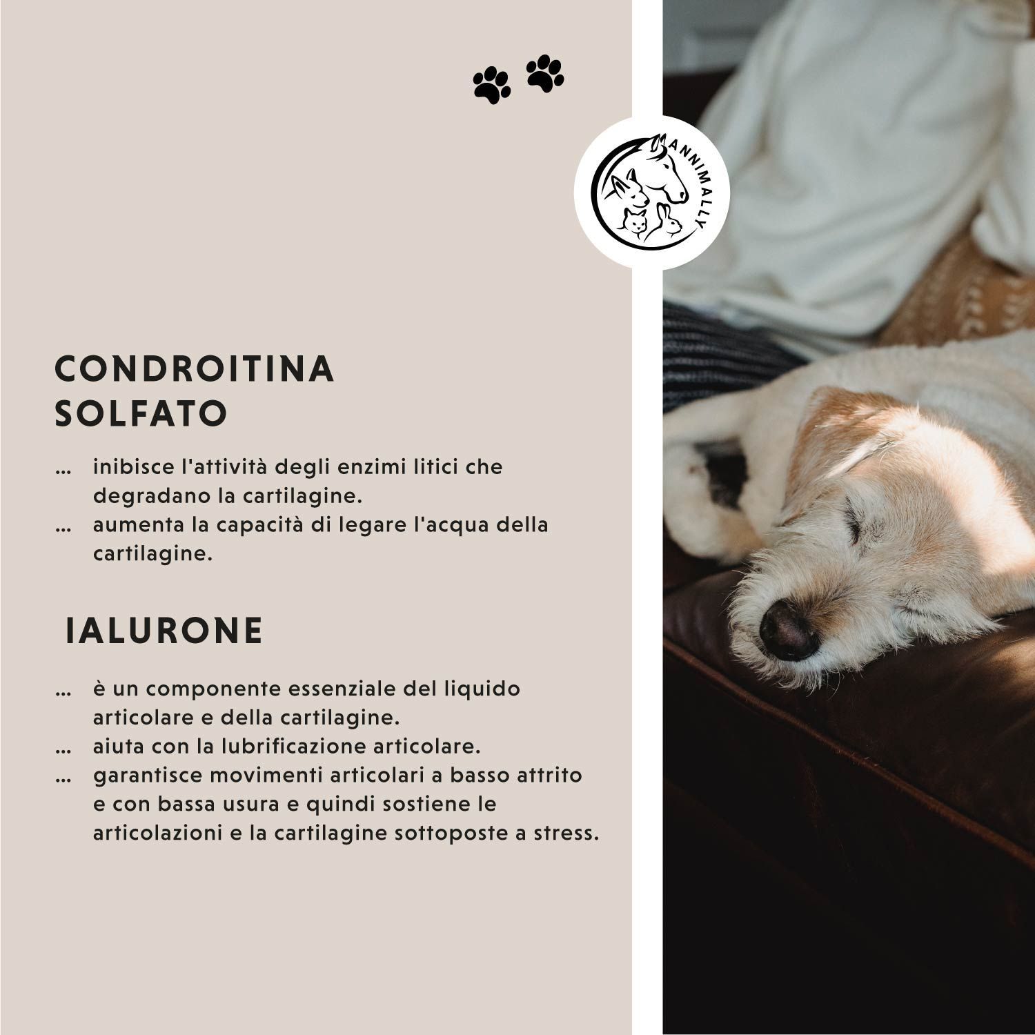 Tabella di testo con ingredienti: Condroitina, Ialuron. Cane dorme sul divano.