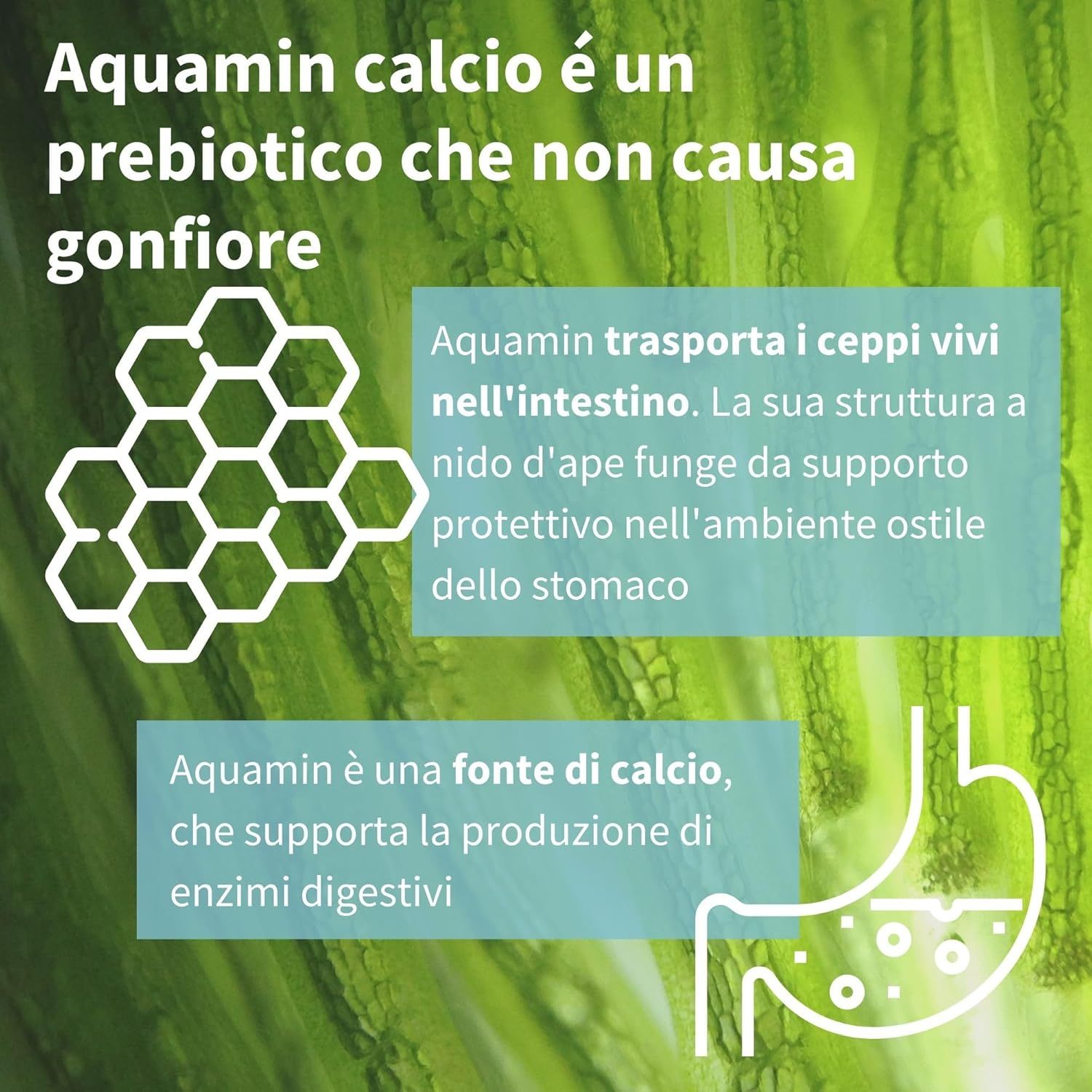 Capsule Igennus Probiotici: 30 capsule, prodotte secondo standard GMP, vegane.