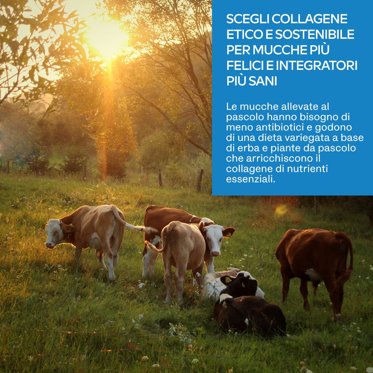 Mucche al pascolo. Testo: Scegli collagene etico e sostenibile per mucche più felici e integratori più sani.