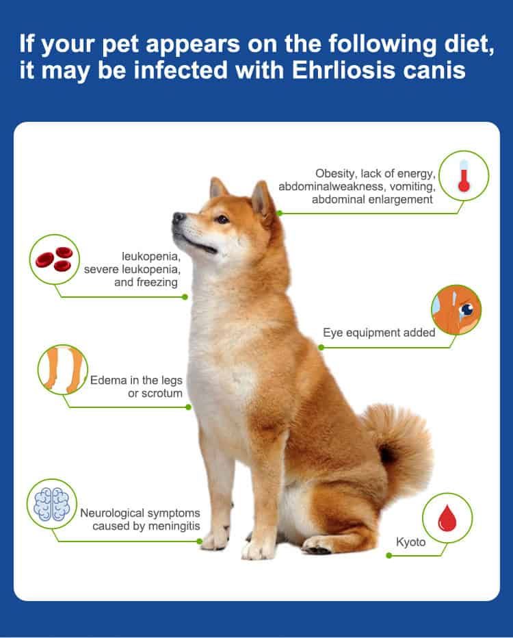 Cane con sintomi di infezione da Ehrlichia canis: letargia, gonfiore, sintomi neurologici.